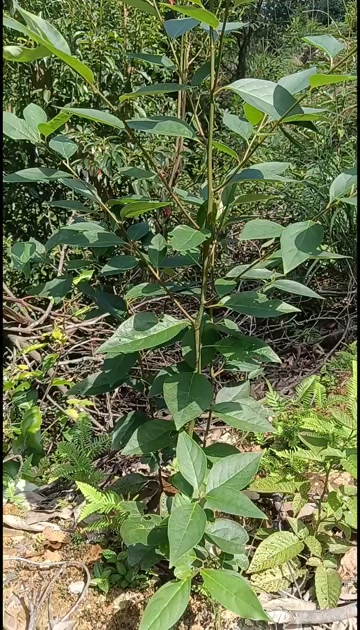 苍山子木苗，木姜子苗，100颗起发货。老苗包成活，