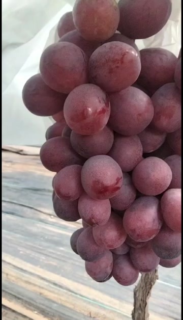 宣威市云南宣威葡萄 新鲜采摘浆果类水果