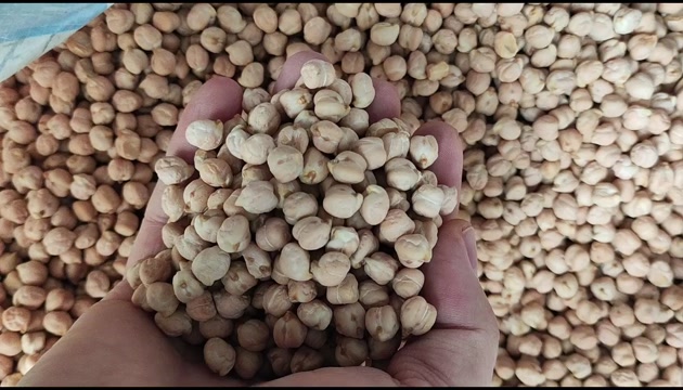 鹰嘴豆，印度鹰嘴豆，土耳其鹰嘴豆。各种规格型号有货