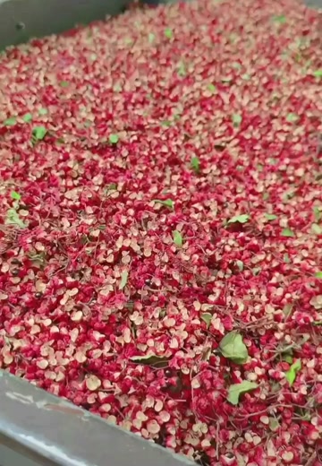 四川2025年茂县新花椒，无硫化，无提油，一件起批