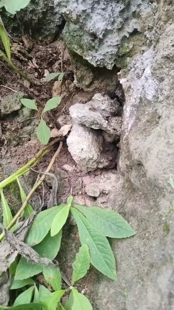纯野生蜂蜜