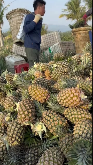 一件代发海南金钻凤梨非菠萝供应电商各大平台支持全平台出单号