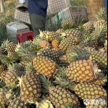 一件代发海南金钻凤梨非菠萝供应电商各大平台支持全平台出单号