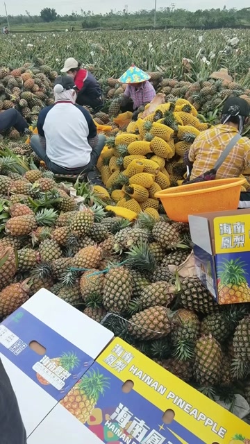 现货一件代发海南金钻凤梨非菠萝供电商平台当季新鲜现摘热带水果