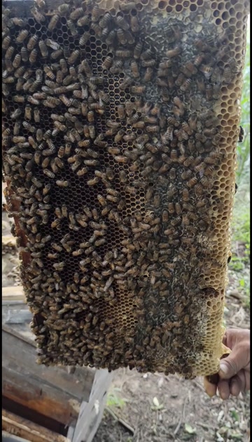 槐花蜜 枣花蜜 油菜花蜜 荆花蜜