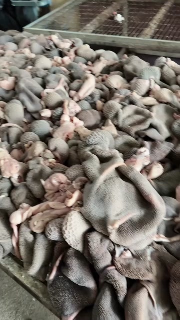 纯水煮羊肚 无碱发无水泡无油￼￼ 带脾