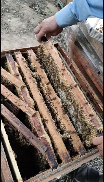 河北武强油菜蜜 荆花蜜 槐花蜜 枣花蜜18-24个月保质期