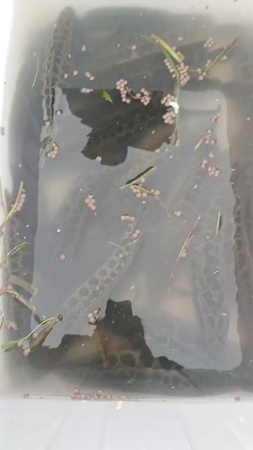 大量供应黑鱼，质优价廉！细节可聊。