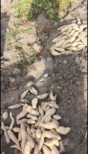 乌恰县新疆沙地人参薯，无公害无污染，香糯粉无丝