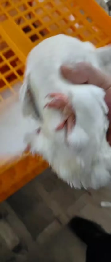 九两以上全羽。主供电商批发商。