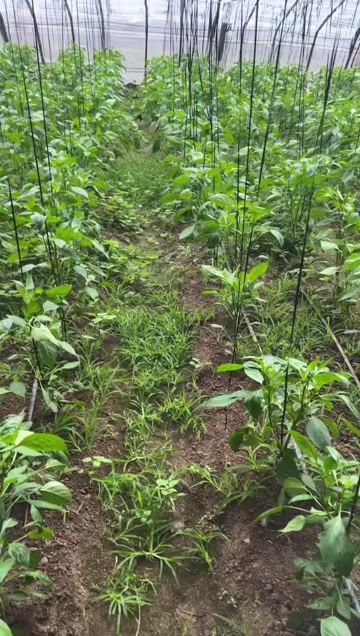 专注辣椒 扁芸豆精品