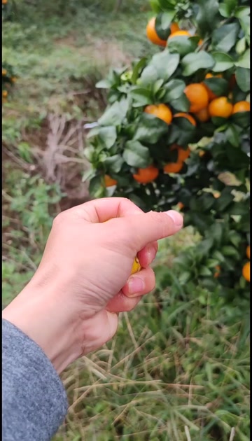 自家种的金秋沙糖桔  现货新鲜上市