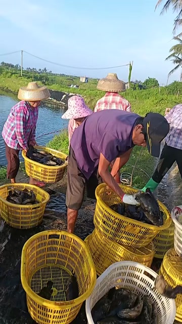 珍珠龙胆石斑鱼，"海中珍馐"的品质之选！