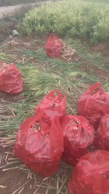 贵州安龙带土生姜 新鲜采挖葱姜蒜类蔬菜