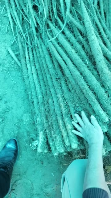 铁棍山药