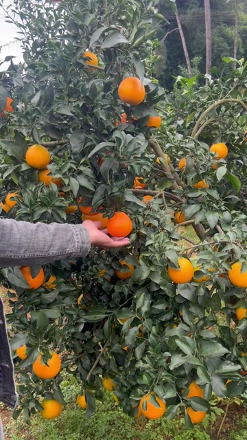 四川爱媛果冻橙，耙耙柑