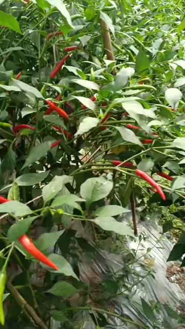 朝天椒，小米辣 产地直供，辣香浓郁！手工挑选的朝天椒
