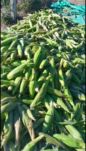 金银玉米，好吃75比25黄金比例