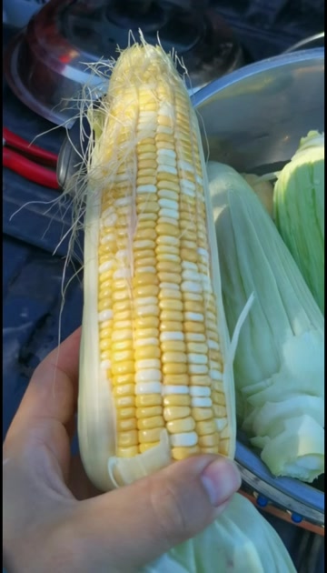 金银玉米，好吃75比25黄金比例