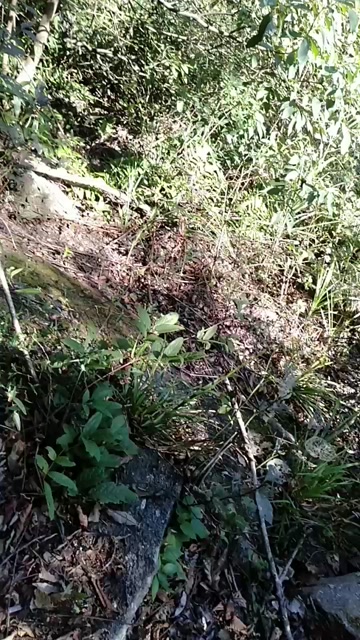 大山野生中蜂/蜂蜜