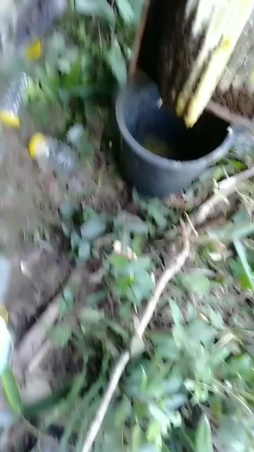 大山野生中蜂/蜂蜜