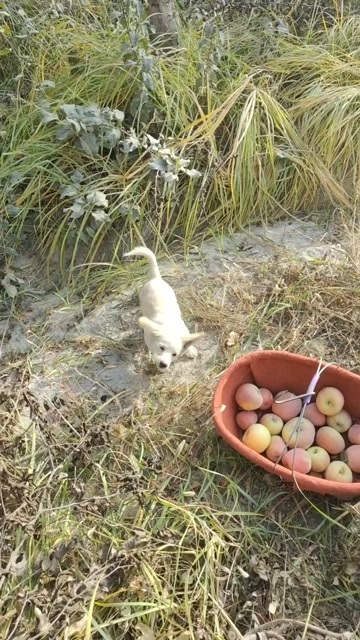 温宿县新疆阿克苏红富士苹果产地直发
