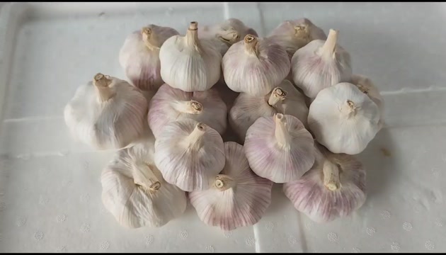 广东广州｜江苏邳州冷库蒜大蒜 农家自种 新鲜紫皮干蒜30kg