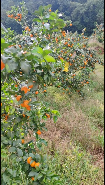 自家种的金秋沙糖桔  现货新鲜上市