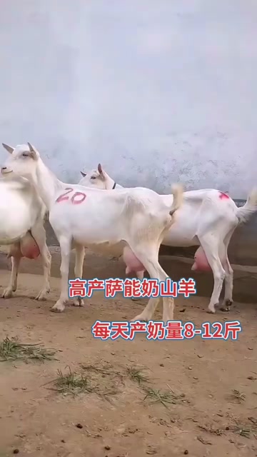 纯种萨能奶山羊多胎多羔产奶量高疫苗驱虫齐全日产奶量10斤