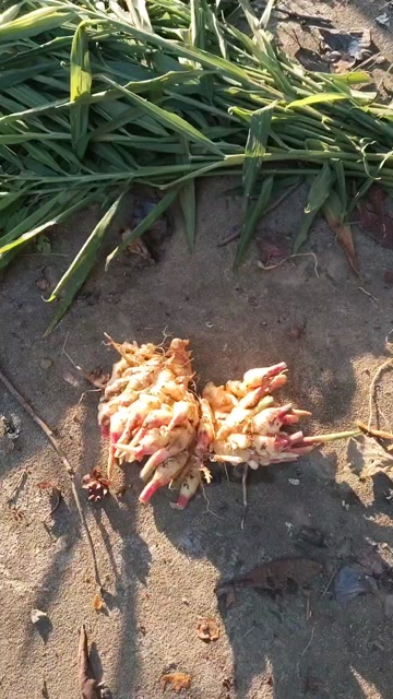 25年新鲜小黄姜