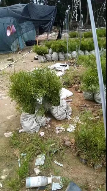 黑木相思树苗，杯苗