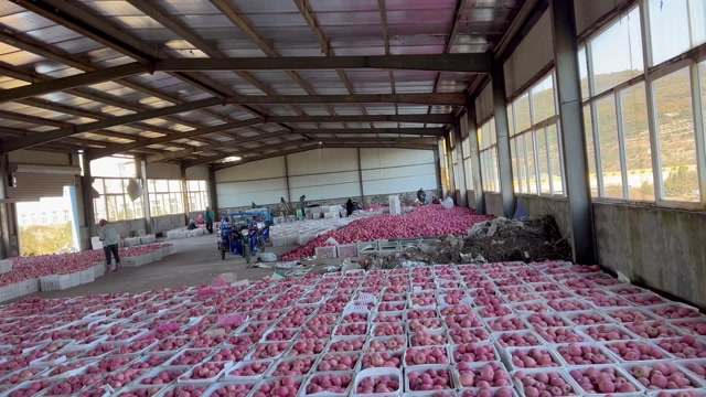 大连精品红富士苹果