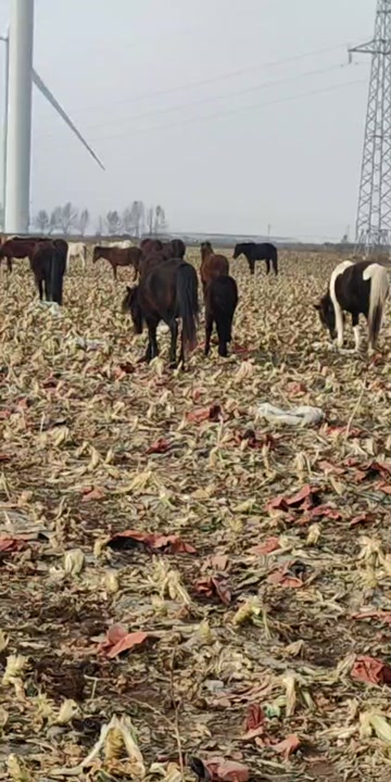 怀胎母马，当年马驹，骑马