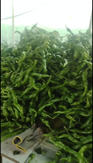 西昌螺丝椒树椒