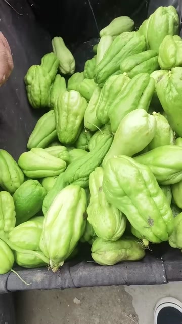 佛手瓜，佛手瓜种