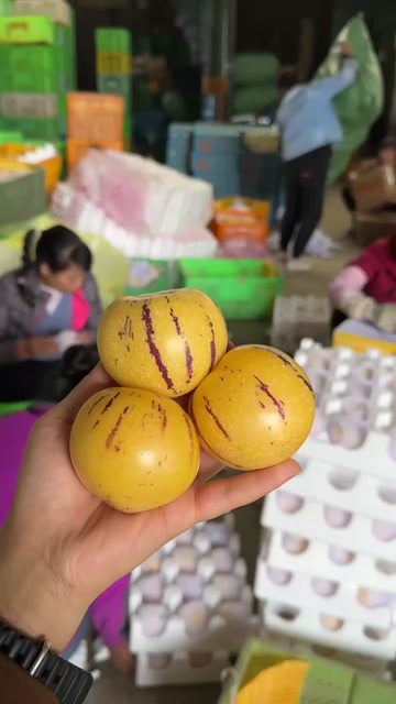 云南人参果，果肉细腻，汁多爽口，香气怡人，现摘现发5斤装