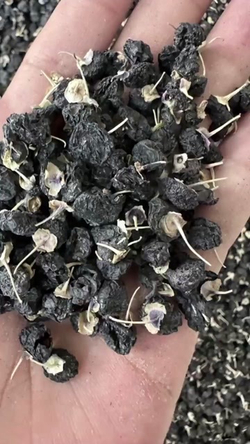 若羌县黑枸杞2025年新疆巴音郭楞蒙古自治州若羌县产黑枸杞上市了