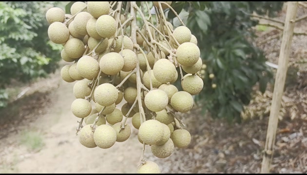 海南龙眼，石硖，储良，原产地高货