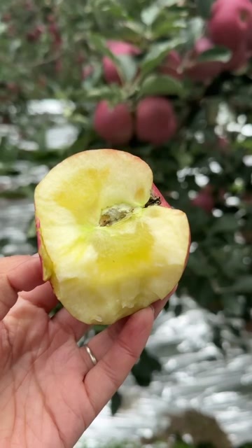 昭通2025年昭通丑苹果红富士冰糖心丑苹果