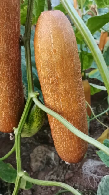 老黄瓜山东省聊城市莘县基地直供