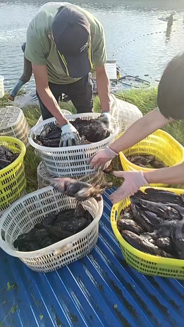 珍珠龙胆石斑鱼，"海中珍馐"的品质之选！