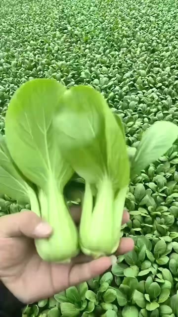 精品大棵价格便宜