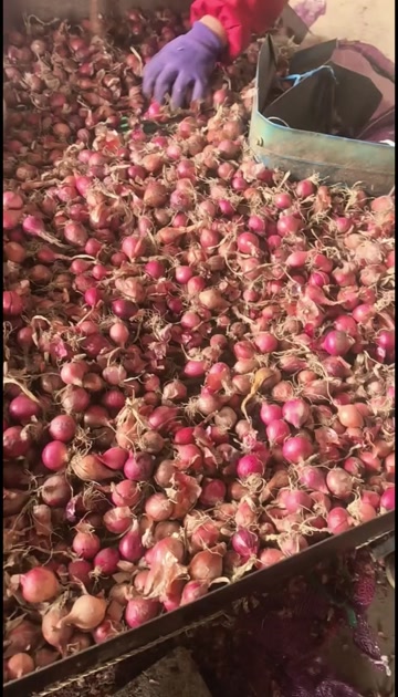 毛葱小毛葱懒窝洋葱小洋葱小珠葱产地直发大量有货供电商和市场