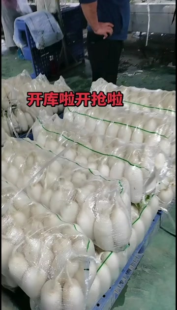 长年供应长萝卜，基地直发