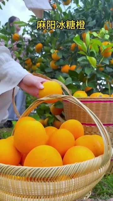 欢迎来麻阳品甜果 享长寿 麻阳冰糖橙期待11月上市