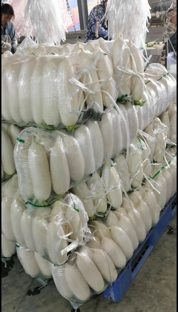 长年供应长萝卜圆萝卜