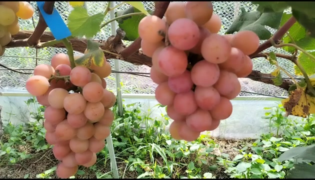 妮娜皇后葡萄，葡萄界的“爱马仕”，口感香甜