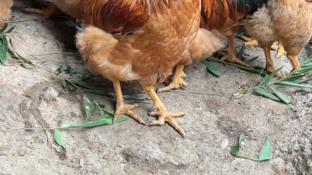 祝氏 贵麻凤  5.78斤  玉林装  大量货源