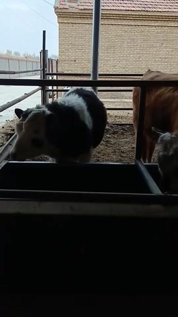 敖汉旗成年母牛