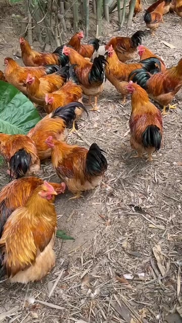 祝氏 贵麻凤  5.78斤  玉林装  大量货源